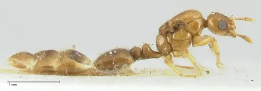 Solenopsis overbecki - FOCOL1872