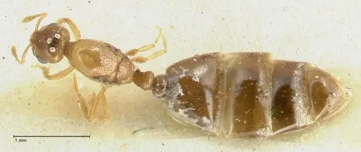 Solenopsis overbecki - FOCOL1873