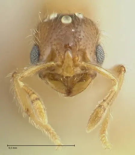 Solenopsis overbecki - FOCOL1873