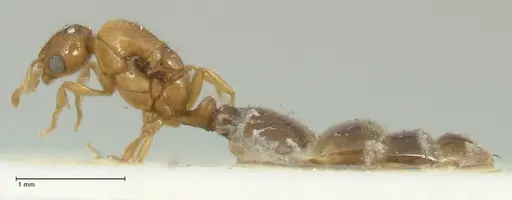 Solenopsis overbecki - FOCOL1873