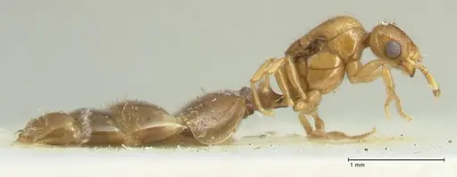 Solenopsis overbecki - FOCOL1873