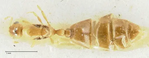 Solenopsis overbecki - FOCOL1874