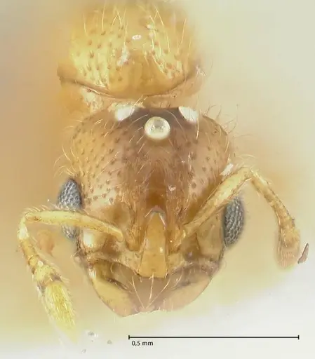 Solenopsis overbecki - FOCOL1874