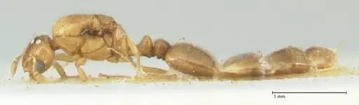 Solenopsis overbecki - FOCOL1874