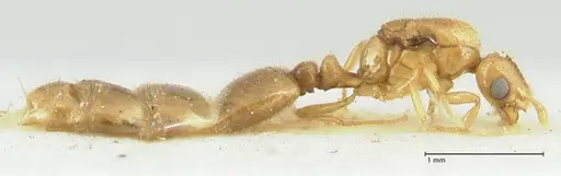 Solenopsis overbecki - FOCOL1874