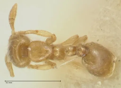 Solenopsis overbecki - FOCOL1875