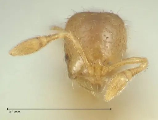 Solenopsis overbecki - FOCOL1875