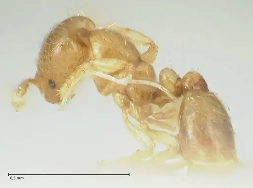 Solenopsis overbecki - FOCOL1875