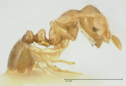 Solenopsis overbecki - FOCOL1875