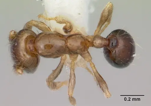 Solenopsis papuana specimen