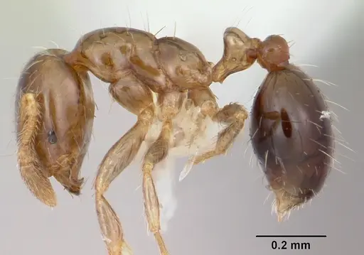 Solenopsis papuana specimen