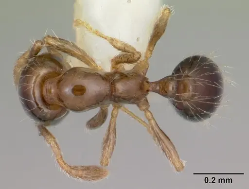 Solenopsis papuana - CASENT0103247