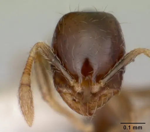 Solenopsis papuana - CASENT0103247