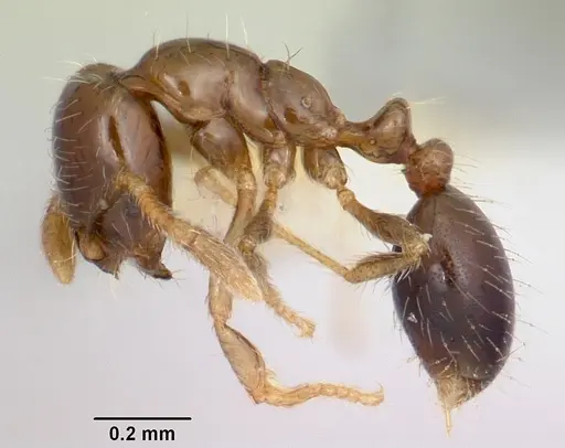 Solenopsis papuana - CASENT0103247