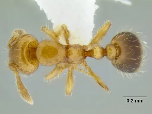 Solenopsis papuana - CASENT0106272