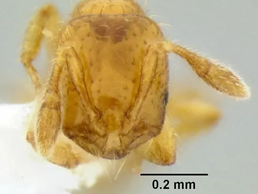 Solenopsis papuana - CASENT0106272