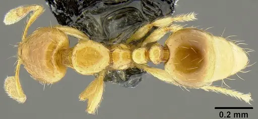 Solenopsis papuana - CASENT0171089