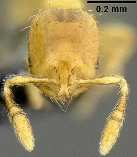 Solenopsis papuana - CASENT0171089