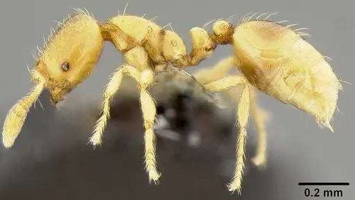 Solenopsis papuana - CASENT0171089