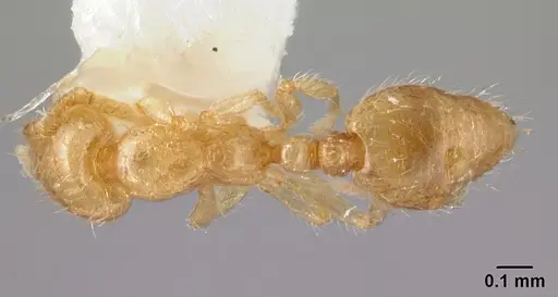 Solenopsis papuana - CASENT0178442