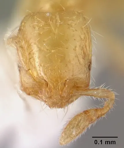 Solenopsis papuana - CASENT0178442