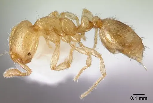 Solenopsis papuana - CASENT0178442