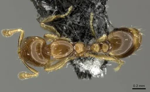 Solenopsis papuana - CASENT0199735