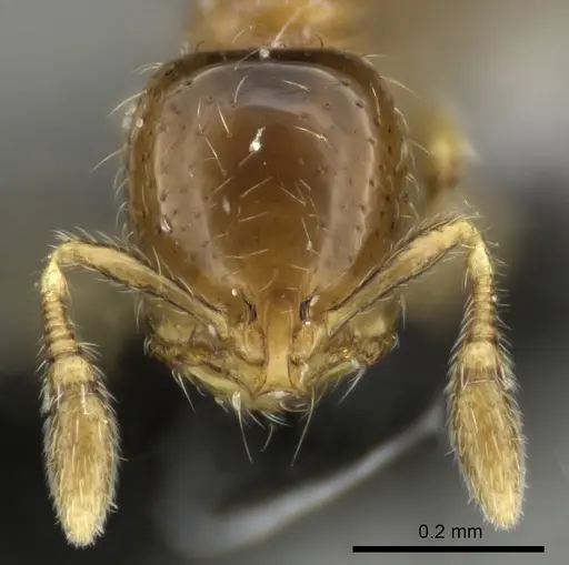 Solenopsis papuana - CASENT0199735