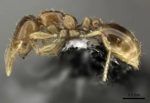 Solenopsis papuana - CASENT0199735