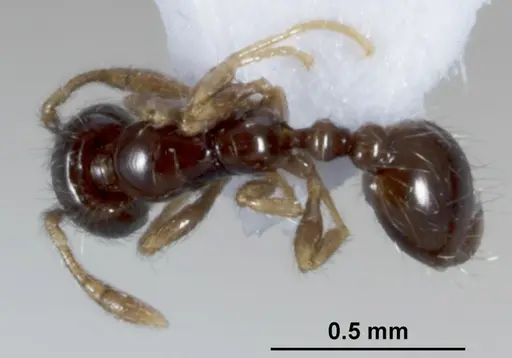 Solenopsis papuana - CASENT0872756