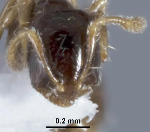 Solenopsis papuana - CASENT0872756