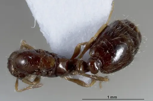 Solenopsis papuana - CASENT0872757