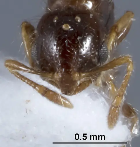 Solenopsis papuana - CASENT0872757