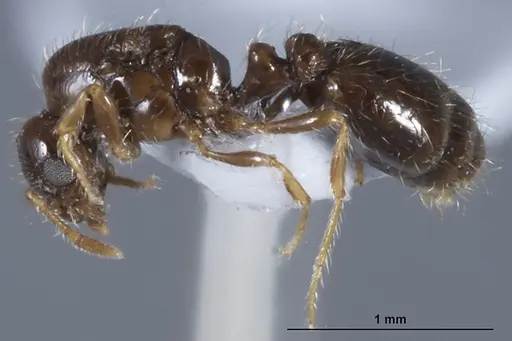 Solenopsis papuana - CASENT0872757