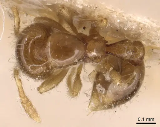 Solenopsis papuana - CASENT0904638