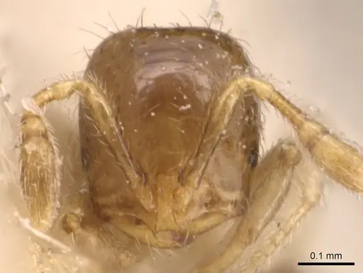 Solenopsis papuana - CASENT0904638