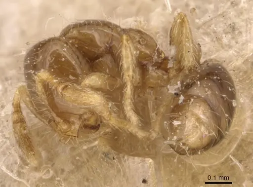 Solenopsis papuana - CASENT0904638