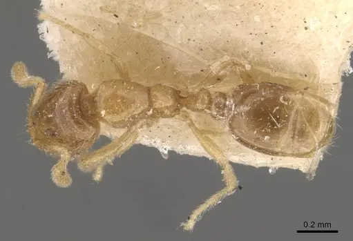 Solenopsis papuana - CASENT0908875