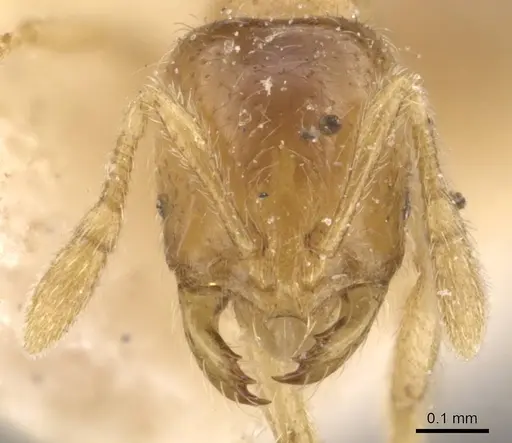 Solenopsis papuana - CASENT0908875