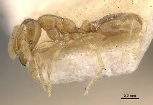 Solenopsis papuana - CASENT0908875