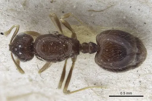 Solenopsis papuana - CASENT0916609