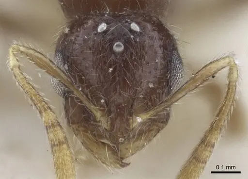 Solenopsis papuana - CASENT0916609