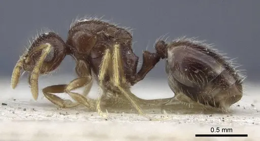 Solenopsis papuana - CASENT0916609