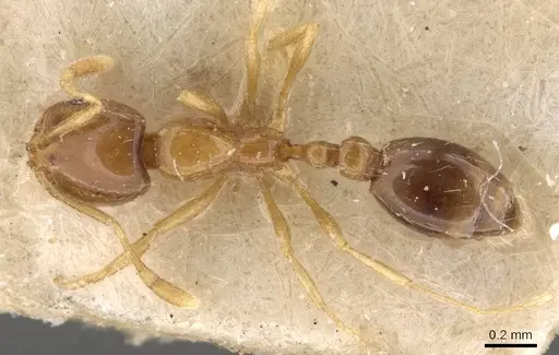 Solenopsis parva specimen