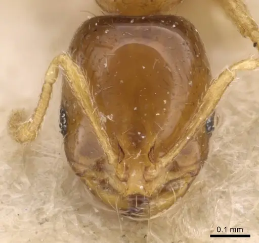 Solenopsis parva specimen
