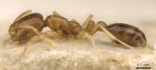 Solenopsis parva specimen