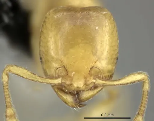 Solenopsis pawaensis specimen