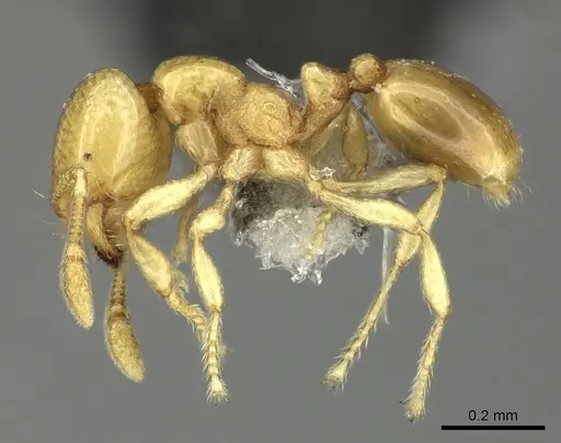 Solenopsis pawaensis specimen