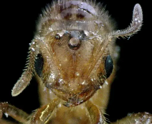Solenopsis pergandei specimen