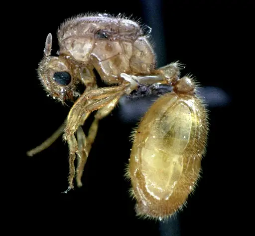 Solenopsis pergandei specimen